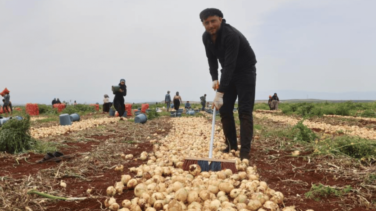Foto - Sınır bölgesinde soğan üretimi zirve yaptı