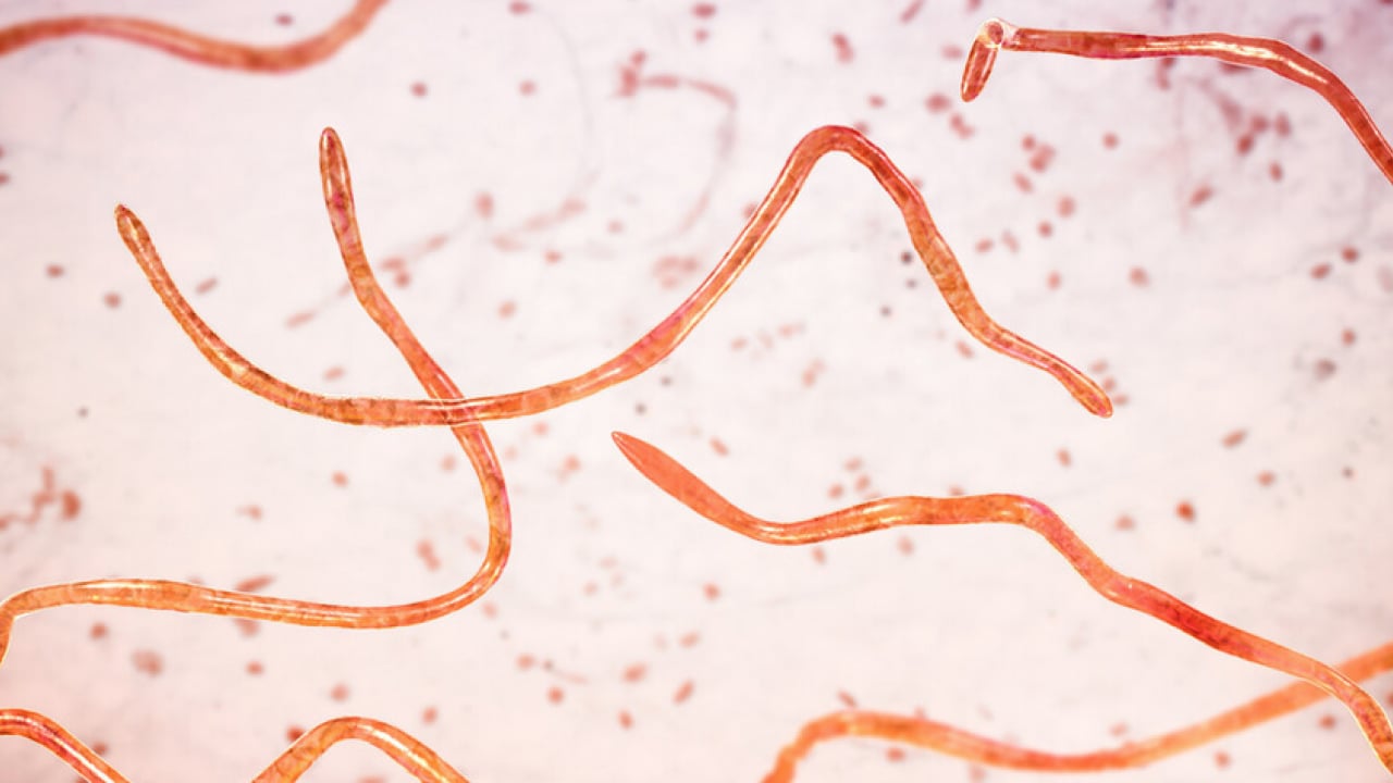 Foto - Sinsi tehlikeye dikkat: Bağırsak kurtları çocuğunuz için tehlike arz ediyor...