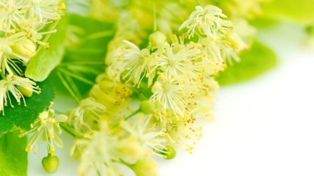 Foto - Şıp diye kesiyor! Kuru öksürüğü yok ediyor! 40 yıllık aktarlar anlatıyor! Ihlamur neye iyi gelir?