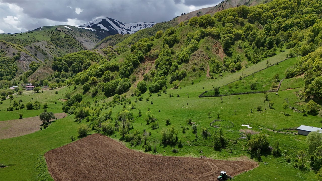 Foto - Siparişler yetişmiyor, her isteyen alamıyor! Yedisu horoz kuru fasulyesinin ata tohumları binbir umutla toprakla buluştu
