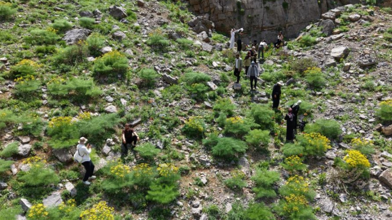 Foto - Şırnak'ın dağları ters lalelerle renklendi