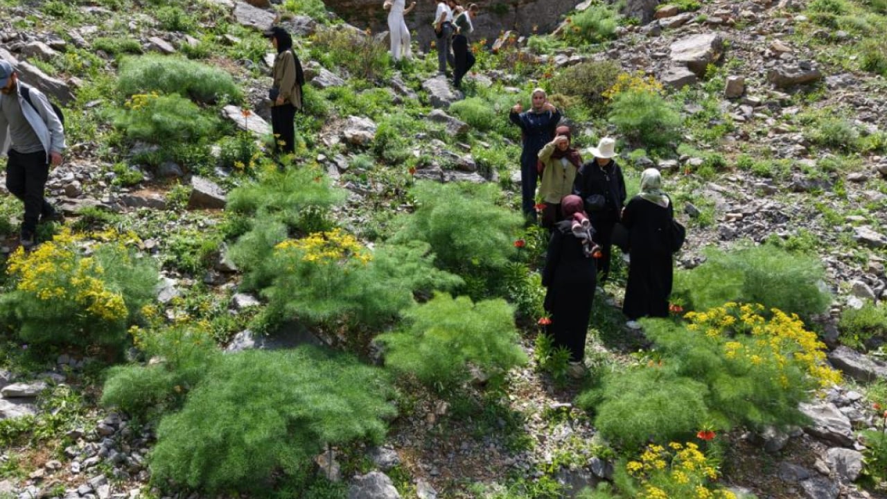 Foto - Şırnak'ın dağları ters lalelerle renklendi