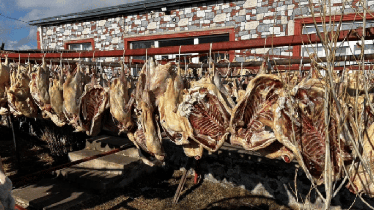 Foto - Sırrı gece ayazından geliyor! Kars kazının lezzet yolculuğu başladı