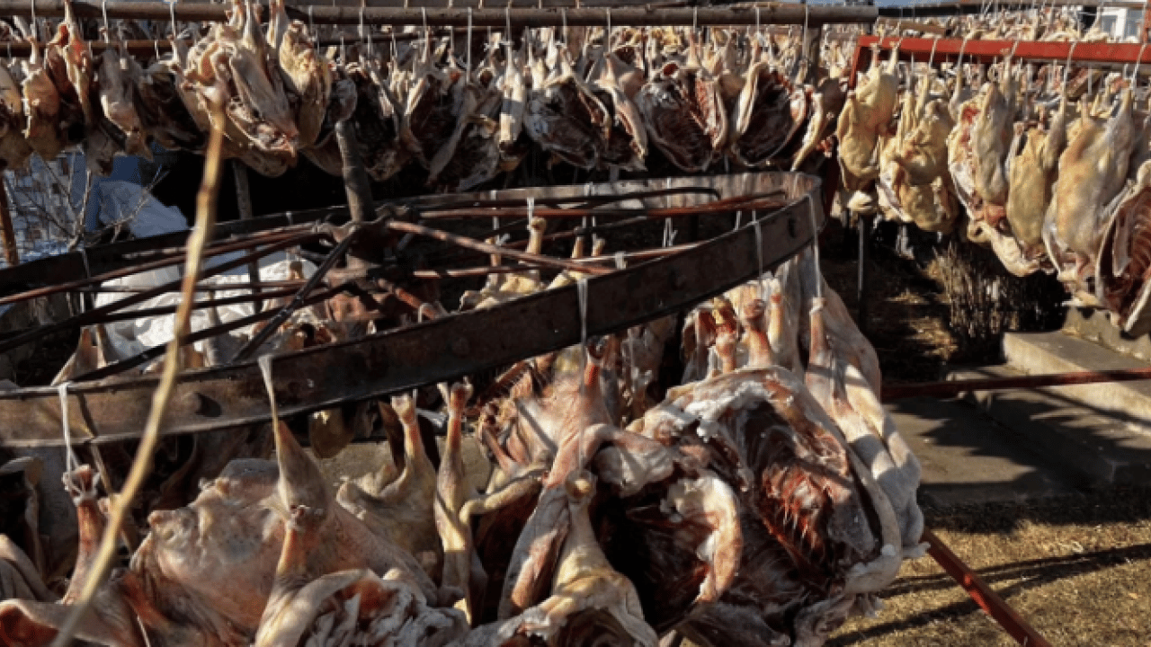 Sırrı gece ayazından geliyor! Kars kazının lezzet yolculuğu başladı