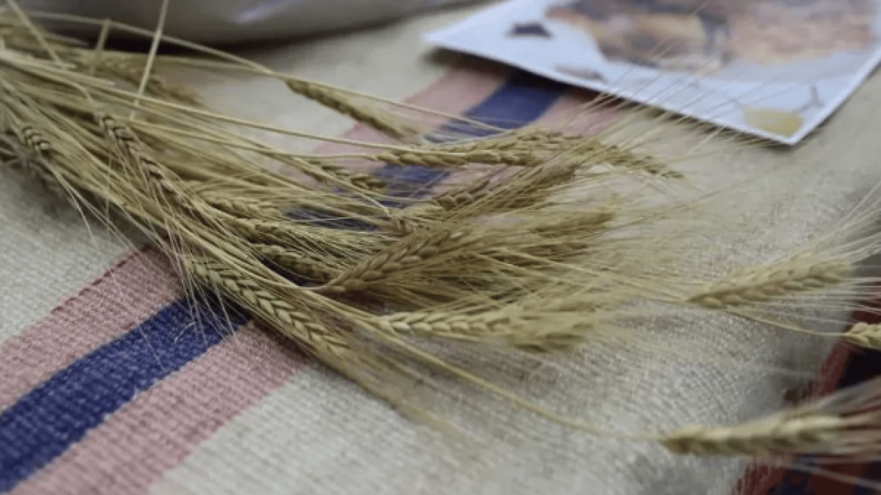 Foto - Sırrı saklı kadim tohum! Tam bir şifa: Glüteni düşük, değeri yüksek o ürün Türkiye'de masaya yatırıldı