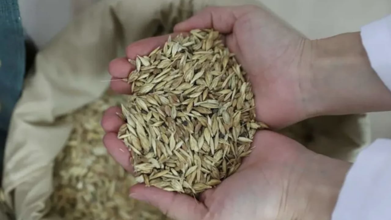 Foto - Sırrı saklı kadim tohum! Tam bir şifa: Glüteni düşük, değeri yüksek o ürün Türkiye'de masaya yatırıldı