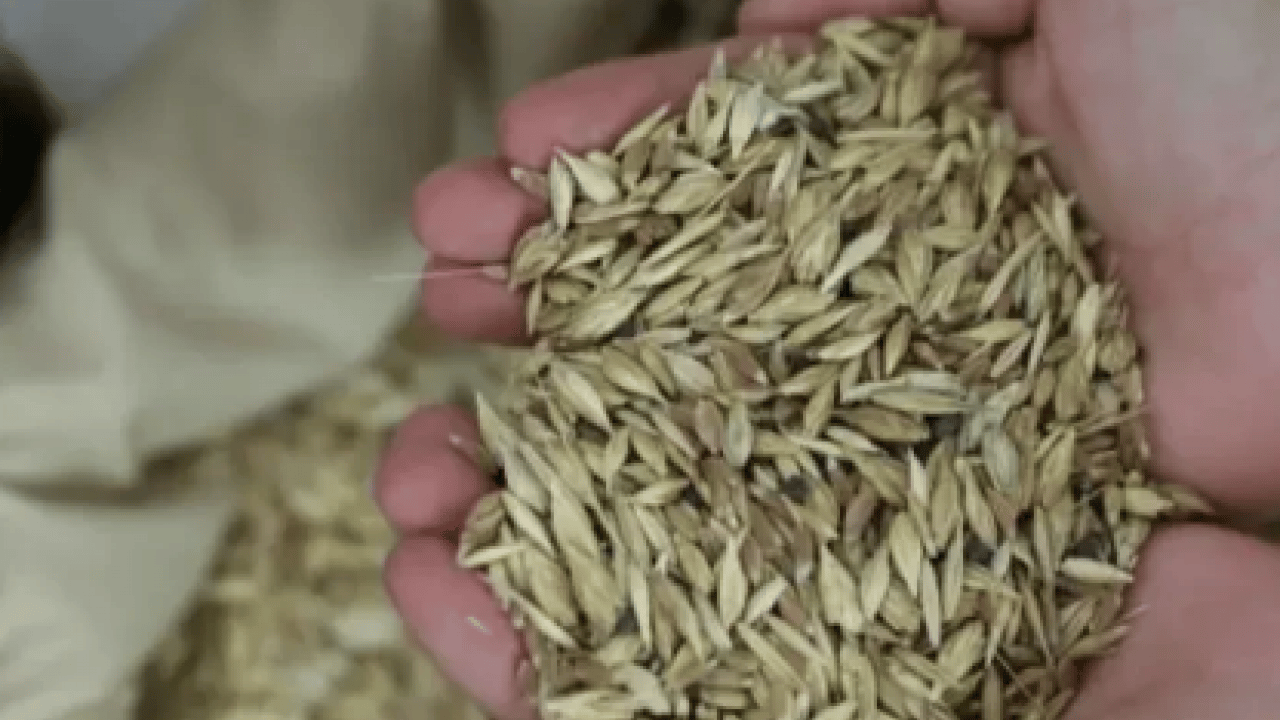 Sırrı saklı kadim tohum! Tam bir şifa: Glüteni düşük, değeri yüksek o ürün Türkiye'de masaya yatırıldı