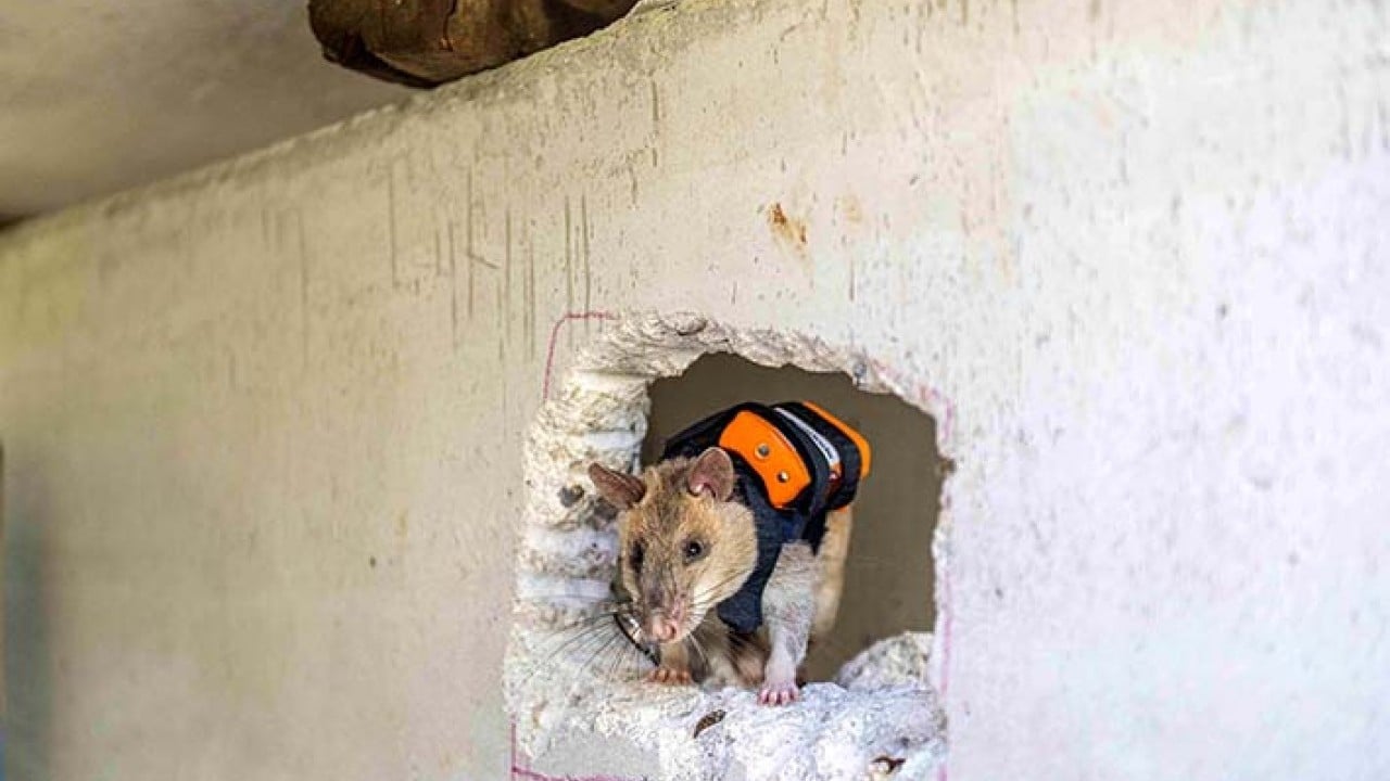 Foto - Sırt çantalı kahraman fareler iş başında