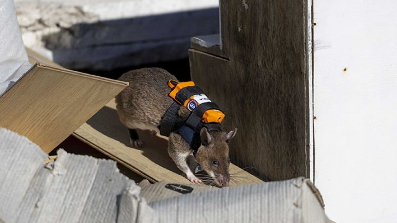 Foto - Sırt çantalı kahraman fareler iş başında