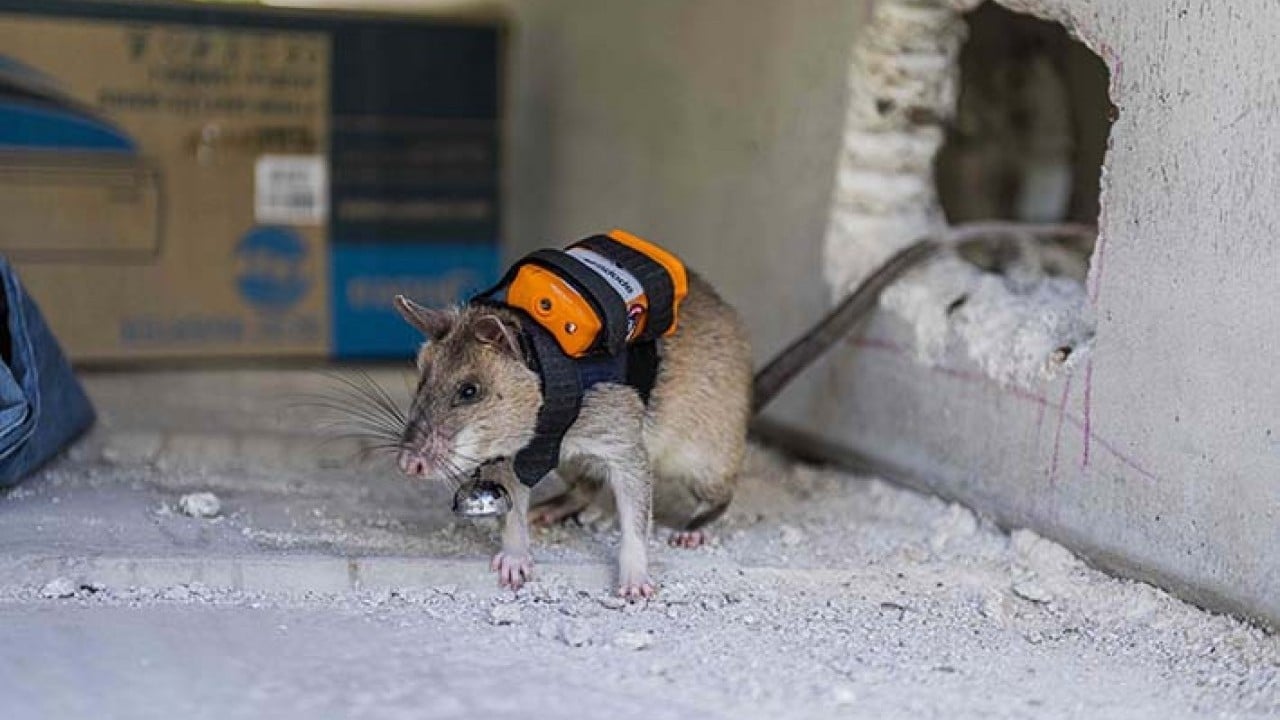 Foto - Sırt çantalı kahraman fareler iş başında