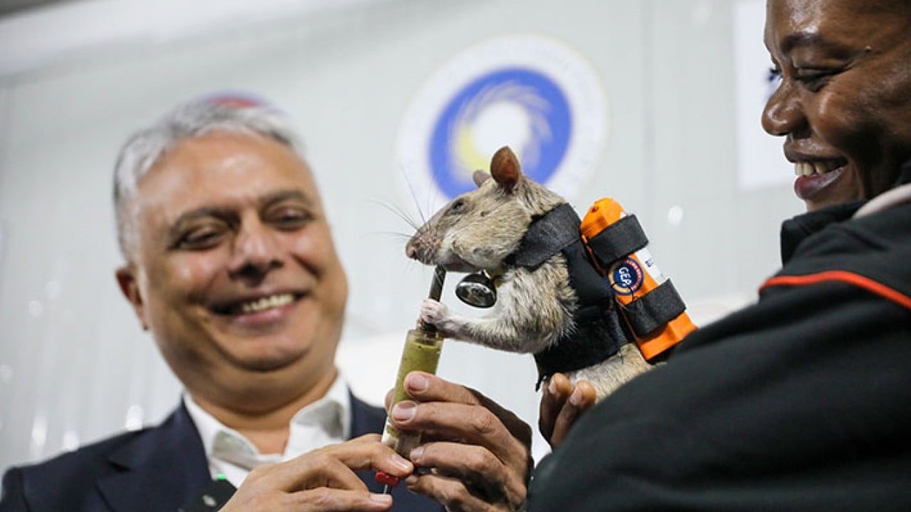 Foto - Sırt çantalı kahraman fareler iş başında