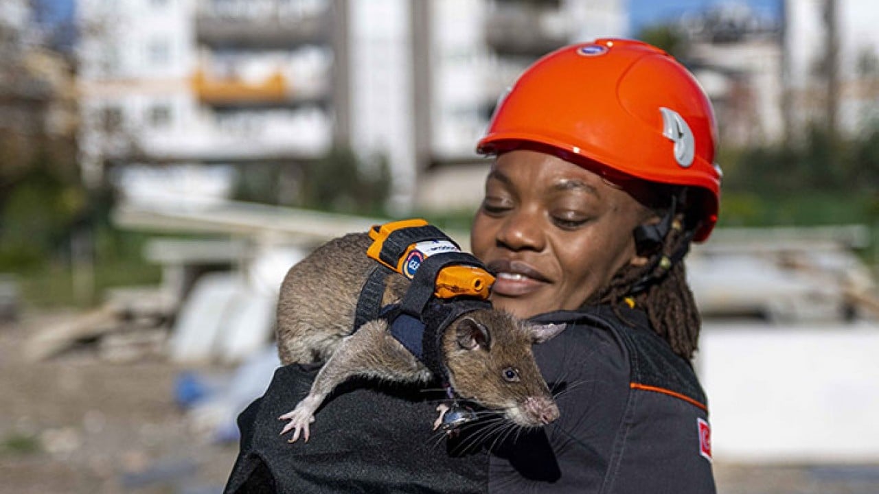 Sırt çantalı kahraman fareler iş başında
