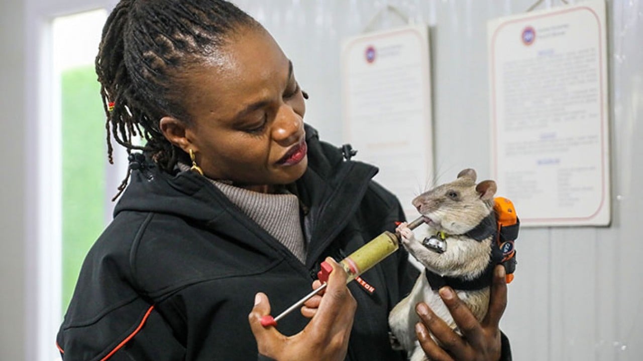 Foto - Sırt çantalı kahraman fareler iş başında