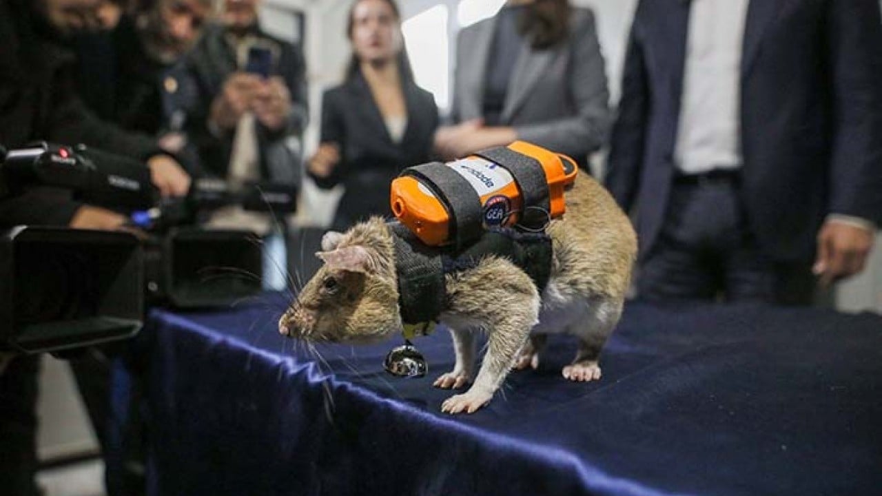 Foto - Sırt çantalı kahraman fareler iş başında