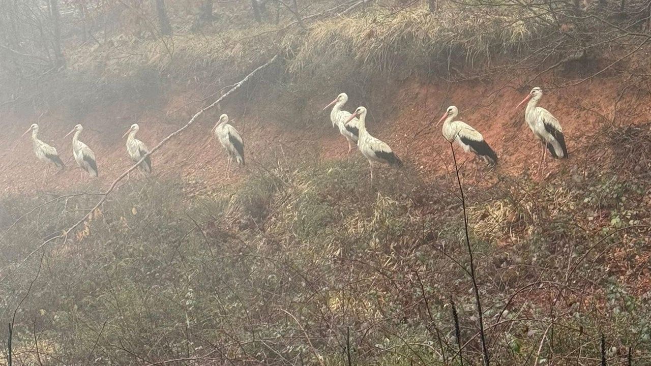 Foto - Sis göç yolunu kesti! Yüzlerce leylek kara yoluna inmek zorunda kaldı