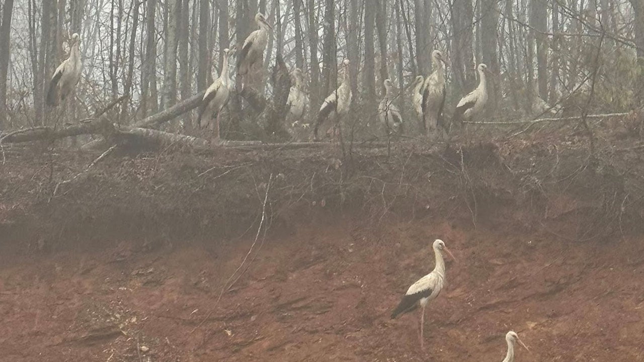 Foto - Sis göç yolunu kesti! Yüzlerce leylek kara yoluna inmek zorunda kaldı