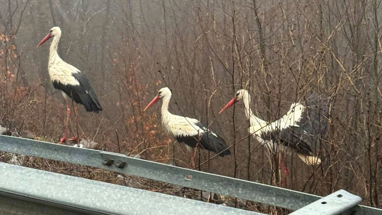 Foto - Sis göç yolunu kesti! Yüzlerce leylek kara yoluna inmek zorunda kaldı
