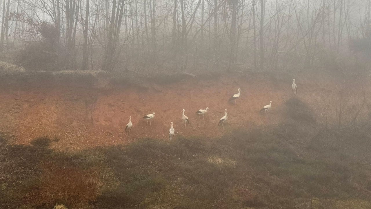 Sis göç yolunu kesti! Yüzlerce leylek kara yoluna inmek zorunda kaldı
