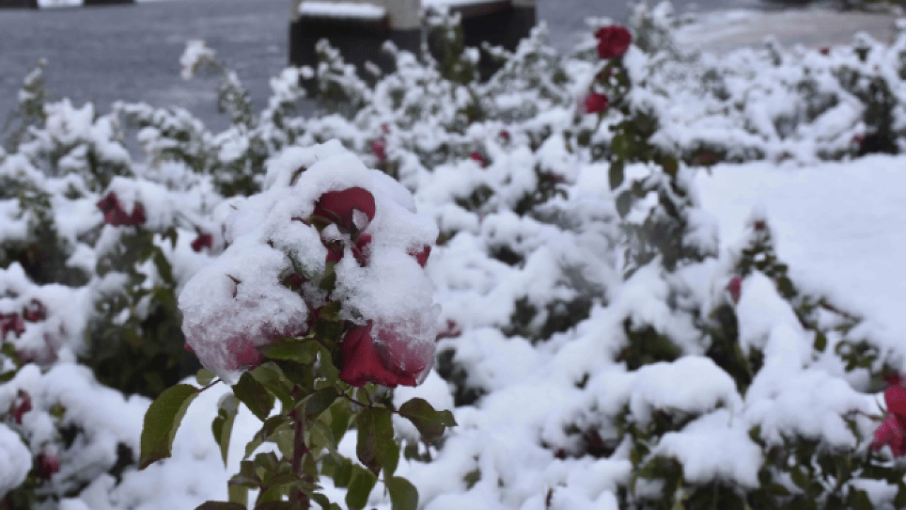 Foto - Sivas’ta dün başlamıştı! Kar kalınlığı 40 santime ulaştı