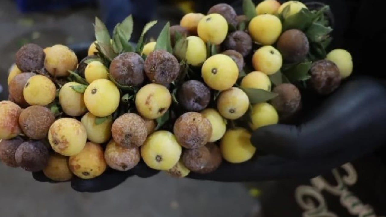 Foto - Sivas’ta kendiliğinden yetişiyor! Sadece çürüyünce tüketiliyor