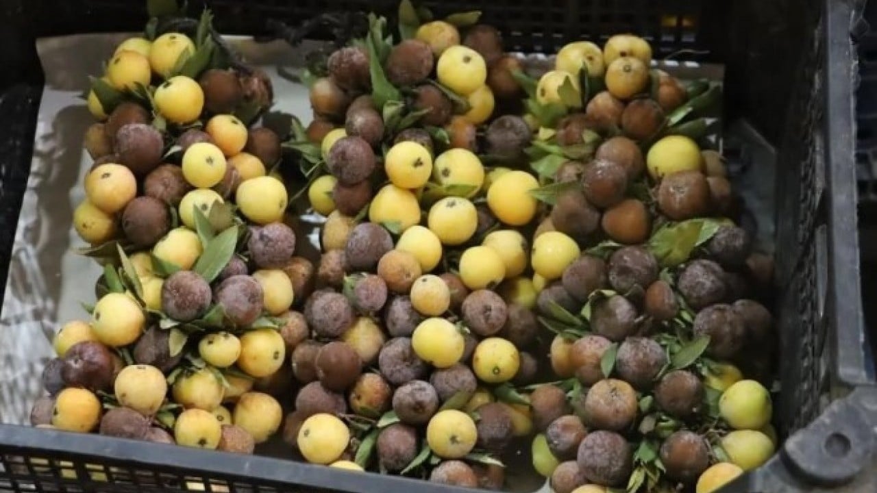 Foto - Sivas’ta kendiliğinden yetişiyor! Sadece çürüyünce tüketiliyor