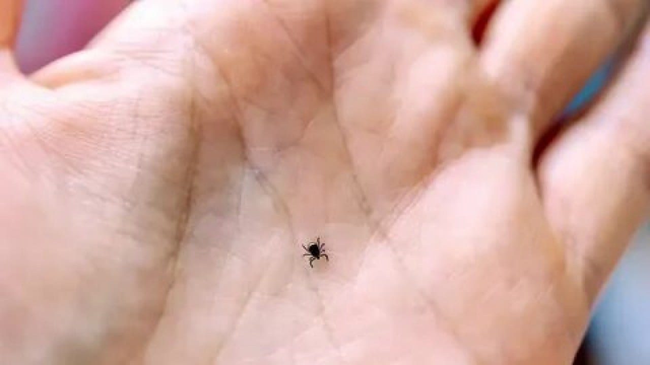 Foto - Sivas'ta kene kabusuna karşı radikal hamle! Binlerce zararlıya karşı keklik ordusu sahaya indi!