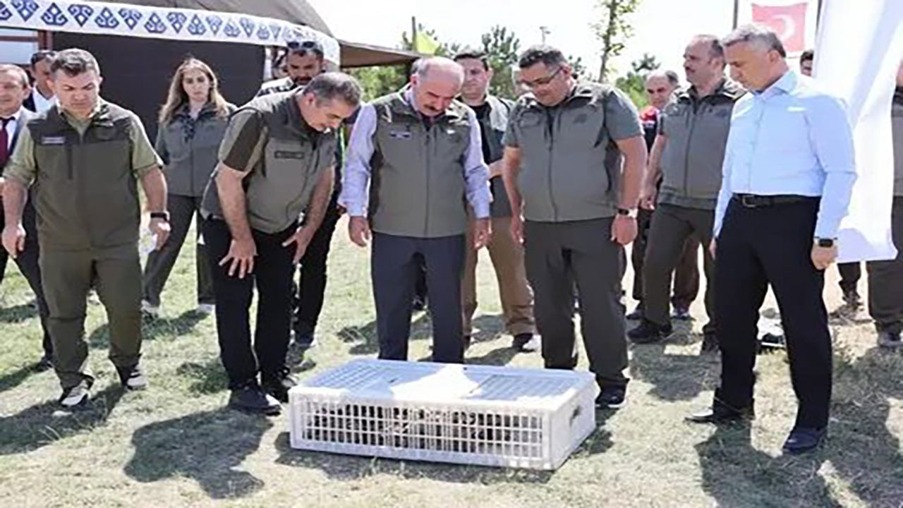 Foto - Sivas'ta kene kabusuna karşı radikal hamle! Binlerce zararlıya karşı keklik ordusu sahaya indi!