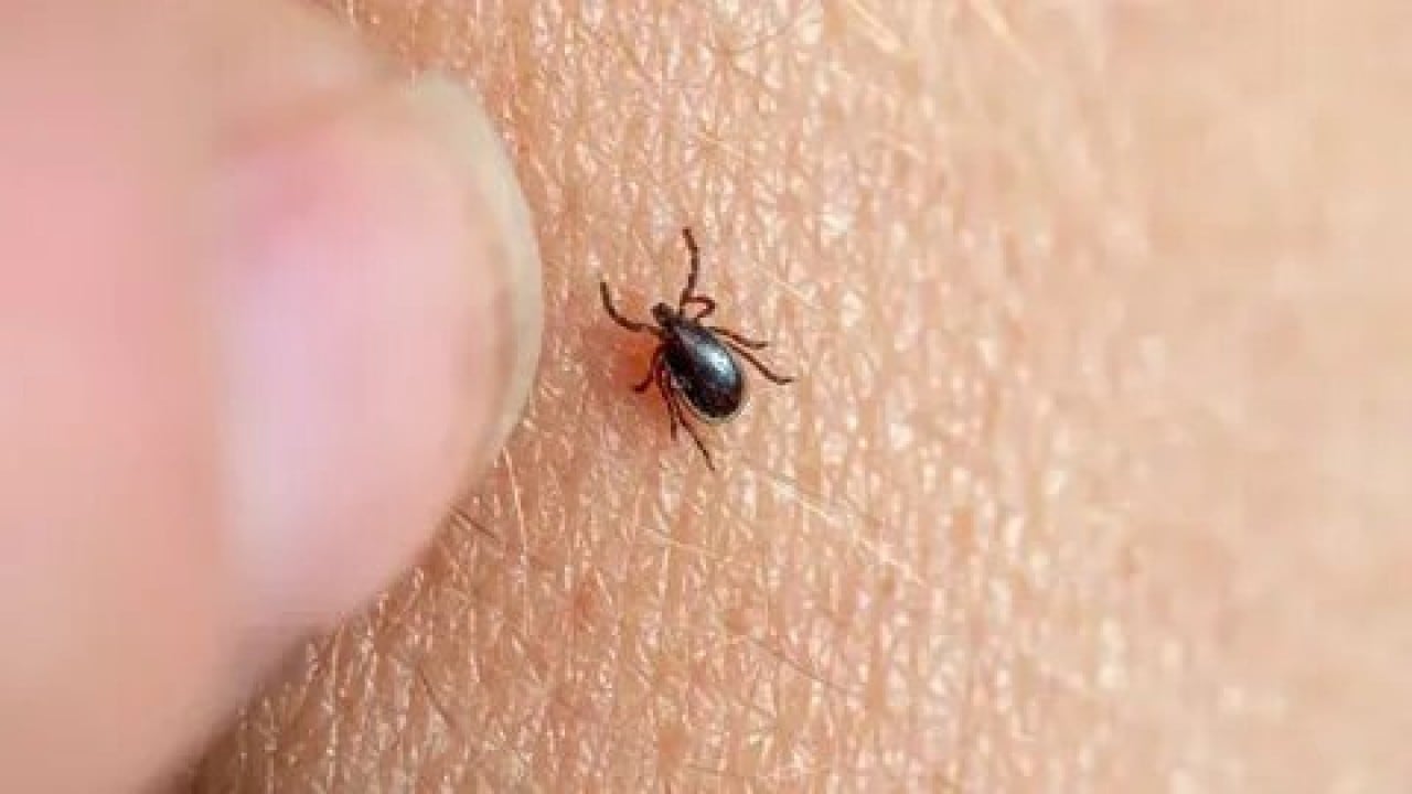 Foto - Sivas'ta kene kabusuna karşı radikal hamle! Binlerce zararlıya karşı keklik ordusu sahaya indi!