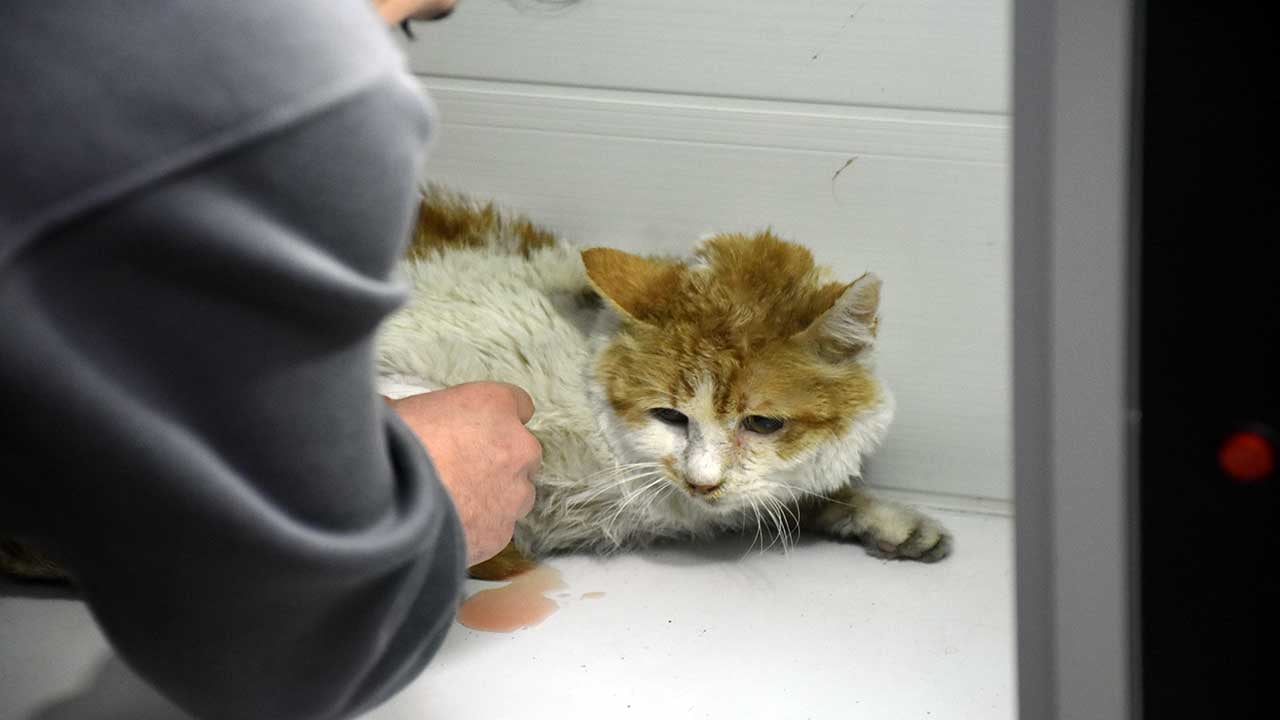 Foto - Sivas’ta korkunç yangın: 26 kedi öldü, 10’u kurtarıldı