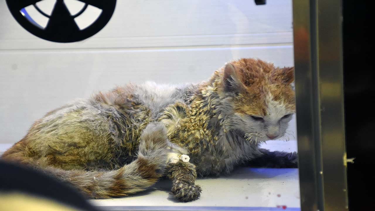 Foto - Sivas’ta korkunç yangın: 26 kedi öldü, 10’u kurtarıldı