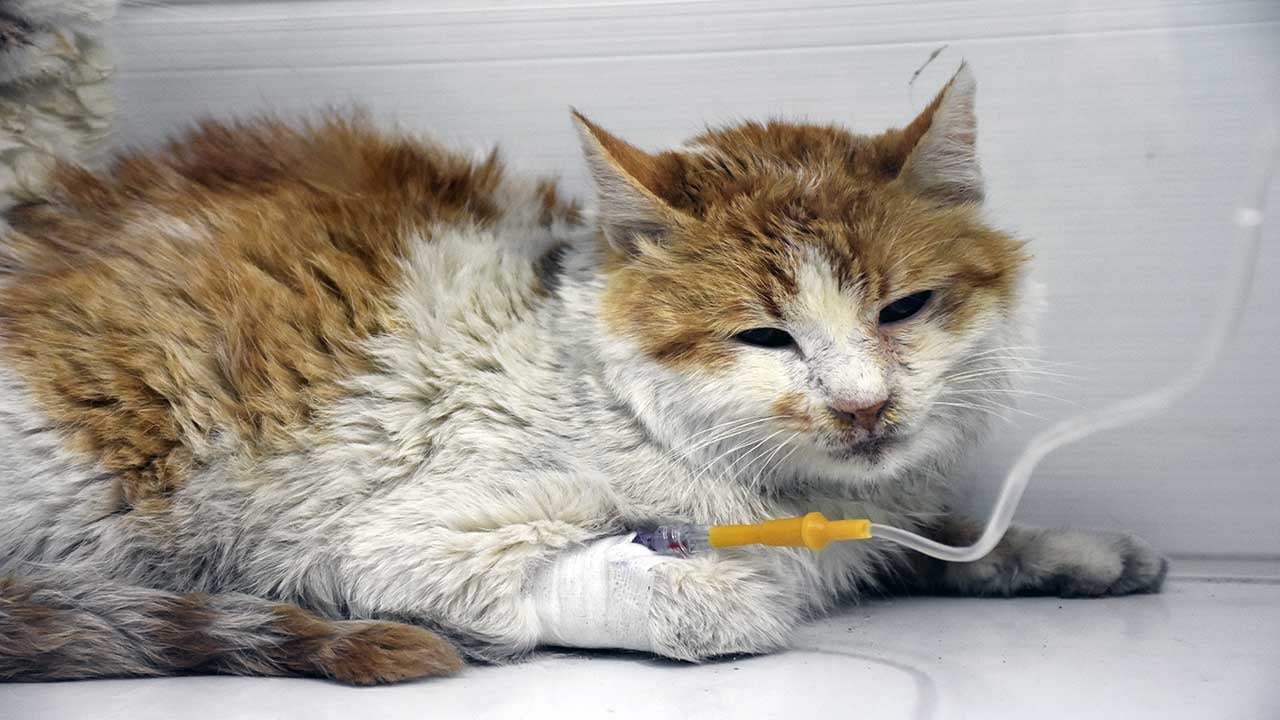 Foto - Sivas’ta korkunç yangın: 26 kedi öldü, 10’u kurtarıldı