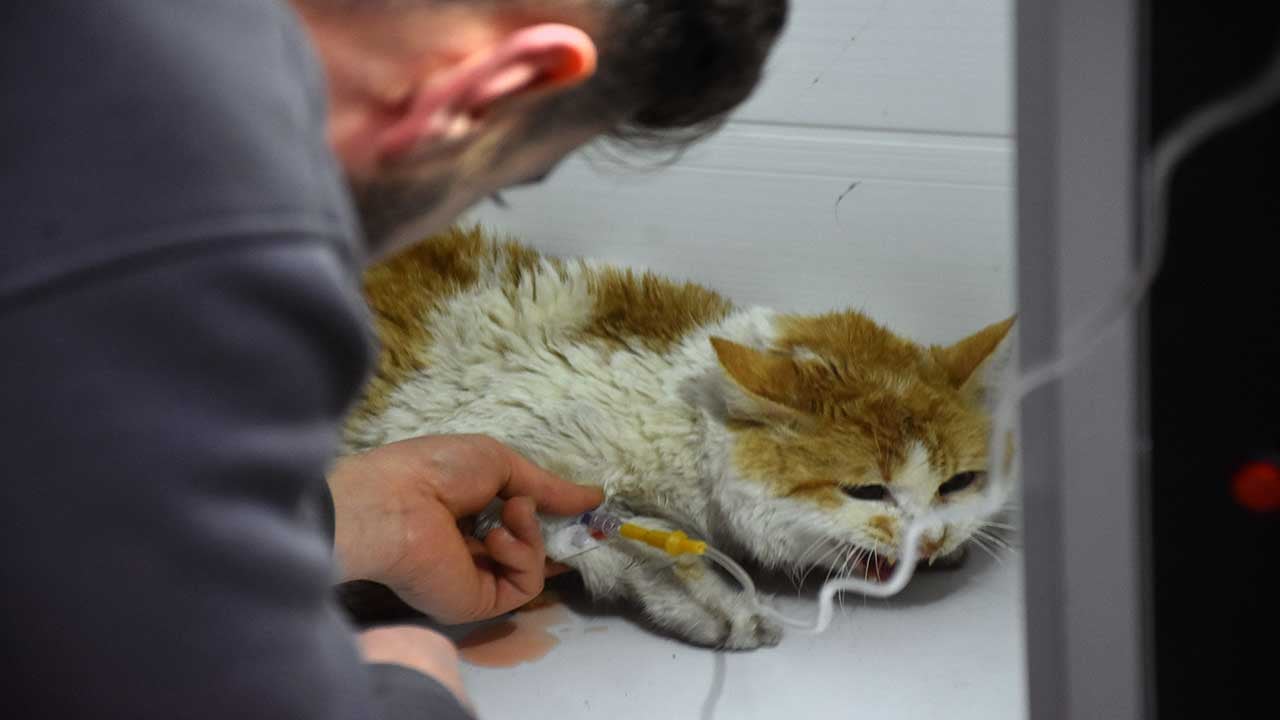 Foto - Sivas’ta korkunç yangın: 26 kedi öldü, 10’u kurtarıldı