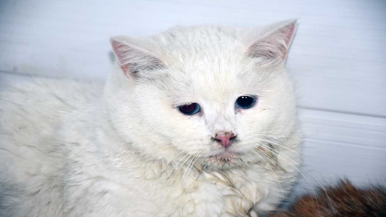 Sivas’ta korkunç yangın: 26 kedi öldü, 10’u kurtarıldı