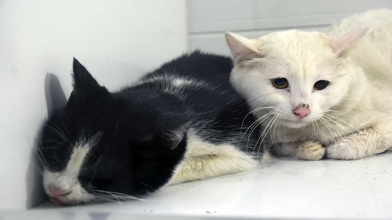 Foto - Sivas’ta korkunç yangın: 26 kedi öldü, 10’u kurtarıldı