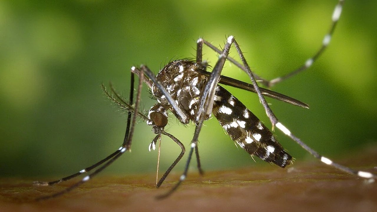 Foto - Sivrisineklerin en sevdiği kan grubu belli oldu: Meğer onları rastgele ısırmıyorlarmış