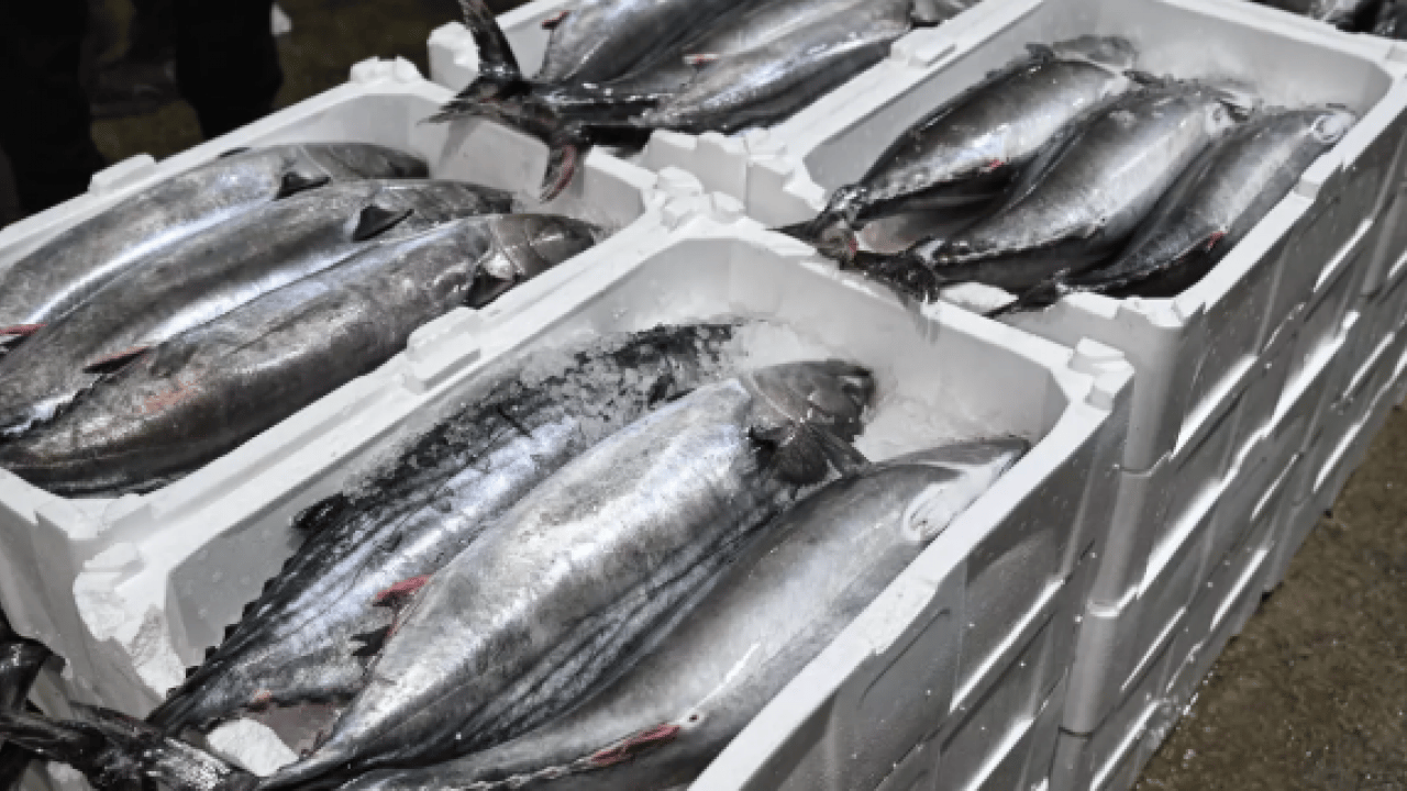 Foto - Siyah-beyaz fotoğraflardan tezgahlara: 40 yıl sonra İstanbul'da torik bereketi!