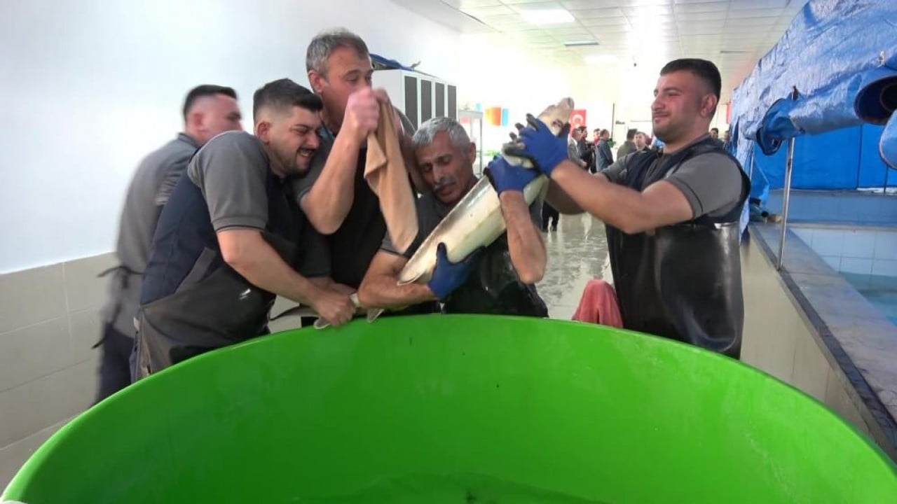 Foto - Siyah inci'nin kilosu 2 bin dolar 8 bin ‘cipli’ balık Karadeniz ile buluşacak