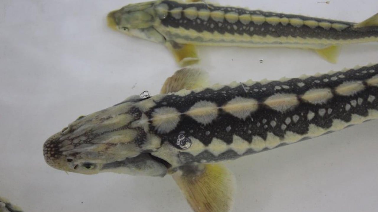 Foto - Siyah inci'nin kilosu 2 bin dolar 8 bin ‘cipli’ balık Karadeniz ile buluşacak