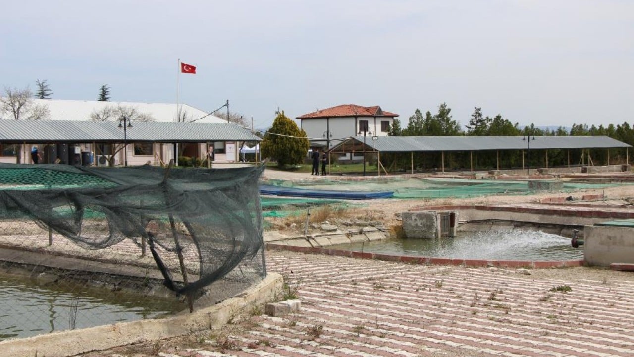 Foto - Siyah inci'nin kilosu 2 bin dolar 8 bin ‘cipli’ balık Karadeniz ile buluşacak