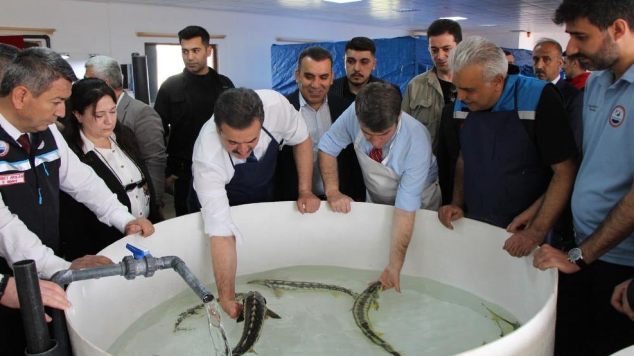 Siyah inci'nin kilosu 2 bin dolar 8 bin ‘cipli’ balık Karadeniz ile buluşacak