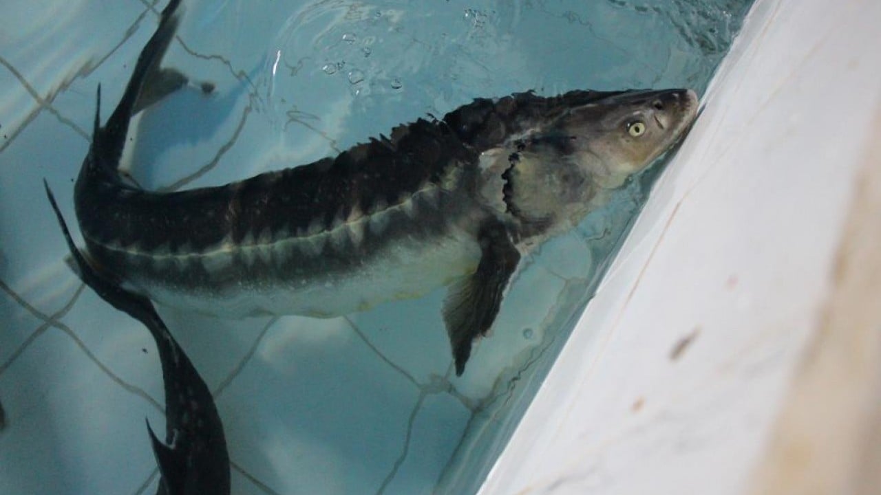 Foto - Siyah inci'nin kilosu 2 bin dolar 8 bin ‘cipli’ balık Karadeniz ile buluşacak