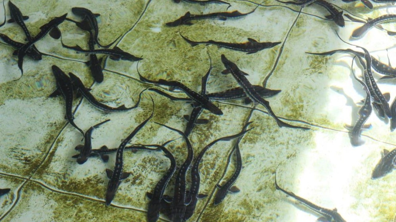 Foto - Siyah inci'nin kilosu 2 bin dolar 8 bin ‘cipli’ balık Karadeniz ile buluşacak