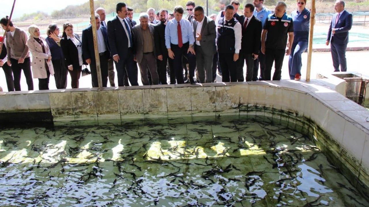Foto - Siyah inci'nin kilosu 2 bin dolar 8 bin ‘cipli’ balık Karadeniz ile buluşacak