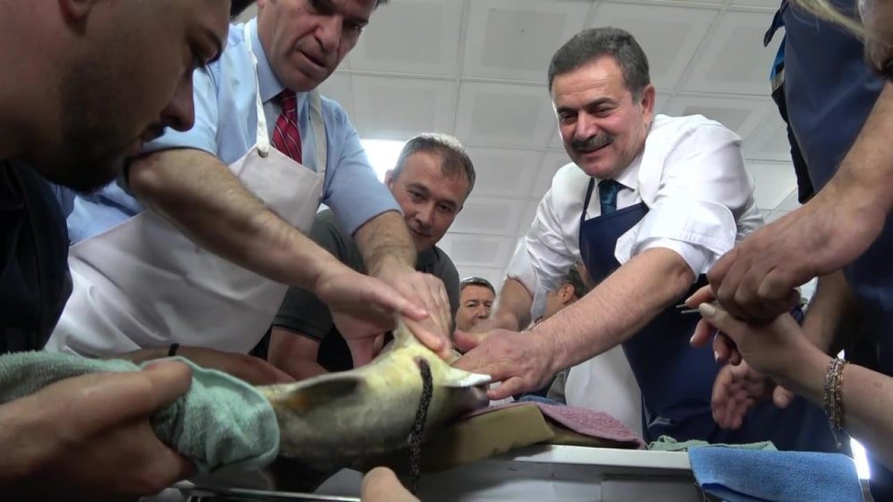 Foto - Siyah inci'nin kilosu 2 bin dolar 8 bin ‘cipli’ balık Karadeniz ile buluşacak