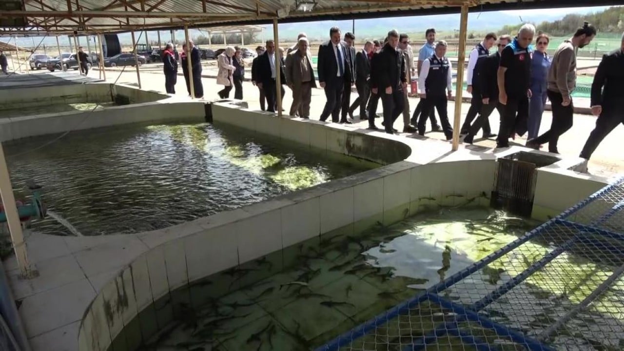 Foto - Siyah inci'nin kilosu 2 bin dolar 8 bin ‘cipli’ balık Karadeniz ile buluşacak