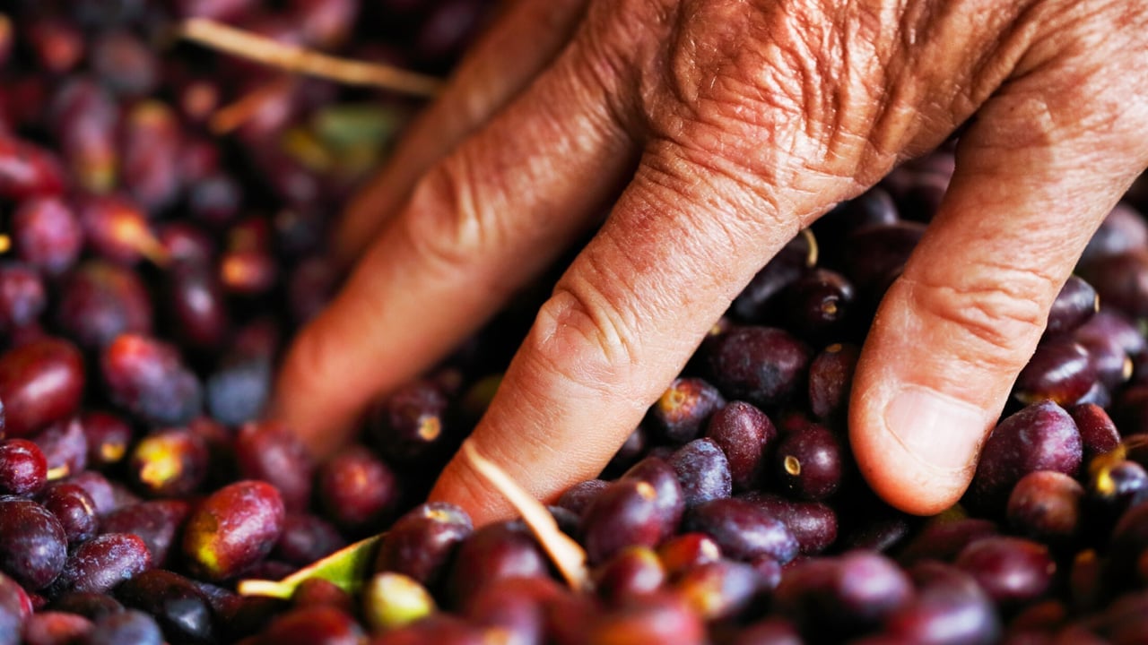 Foto - Siyah zeytindeki parlaklık hilesi: Kaynağı belli olmayan, zeytinleri sakın almayın! Gerçeği öğrenin