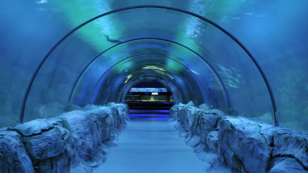 Foto - Skandala bak! 2 timsaha bakamamışlar, tül balıkları öldürmüşler: Deniz Dünyası Akvaryumu bakımsızlıktan çürüdü...