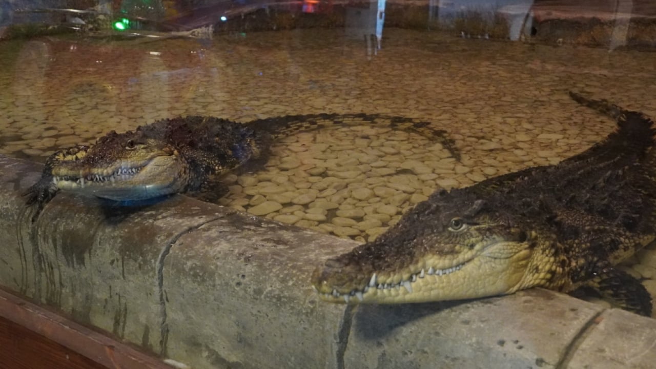 Foto - Skandala bak! 2 timsaha bakamamışlar, tül balıkları öldürmüşler: Deniz Dünyası Akvaryumu bakımsızlıktan çürüdü...