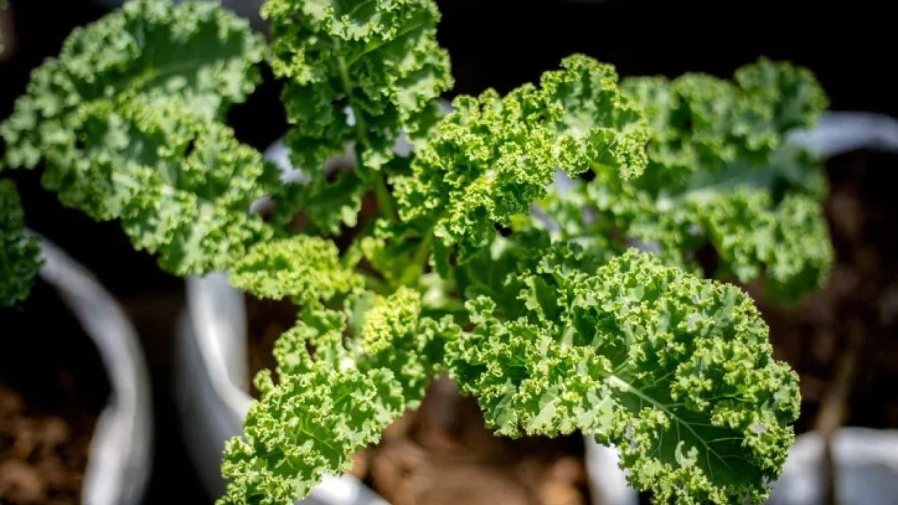 Foto - Sofraların gizli şampiyonu! Binden fazla gıda arasından sıyrılıp zirveye yerleşti