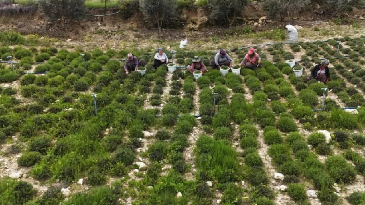 Foto - Sofraların şifa kaynağından büyük hasat: Kilosu 400 TL’ye kadar alıcı buluyor